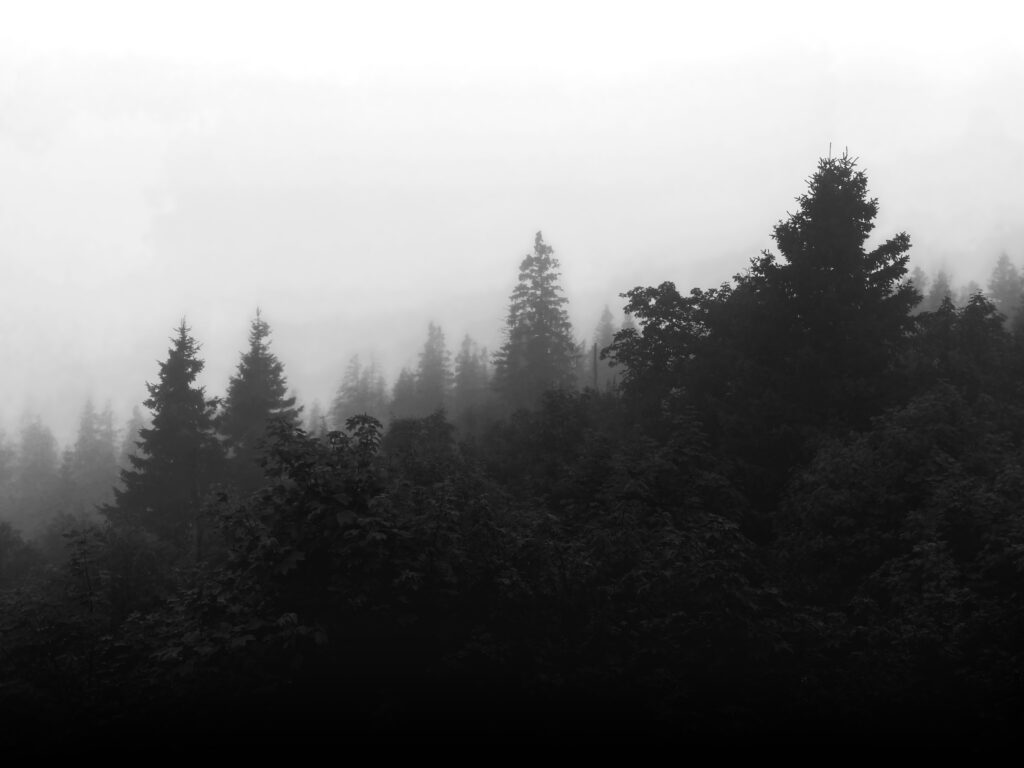 Atmospheric forest foto in black and white